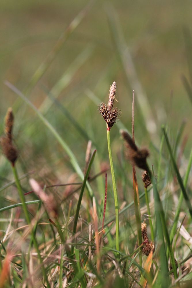 A small slender sedge with male flowers above (with a couple of anthers still present) and 2 lots of female flowers below (stigmas still visible). 