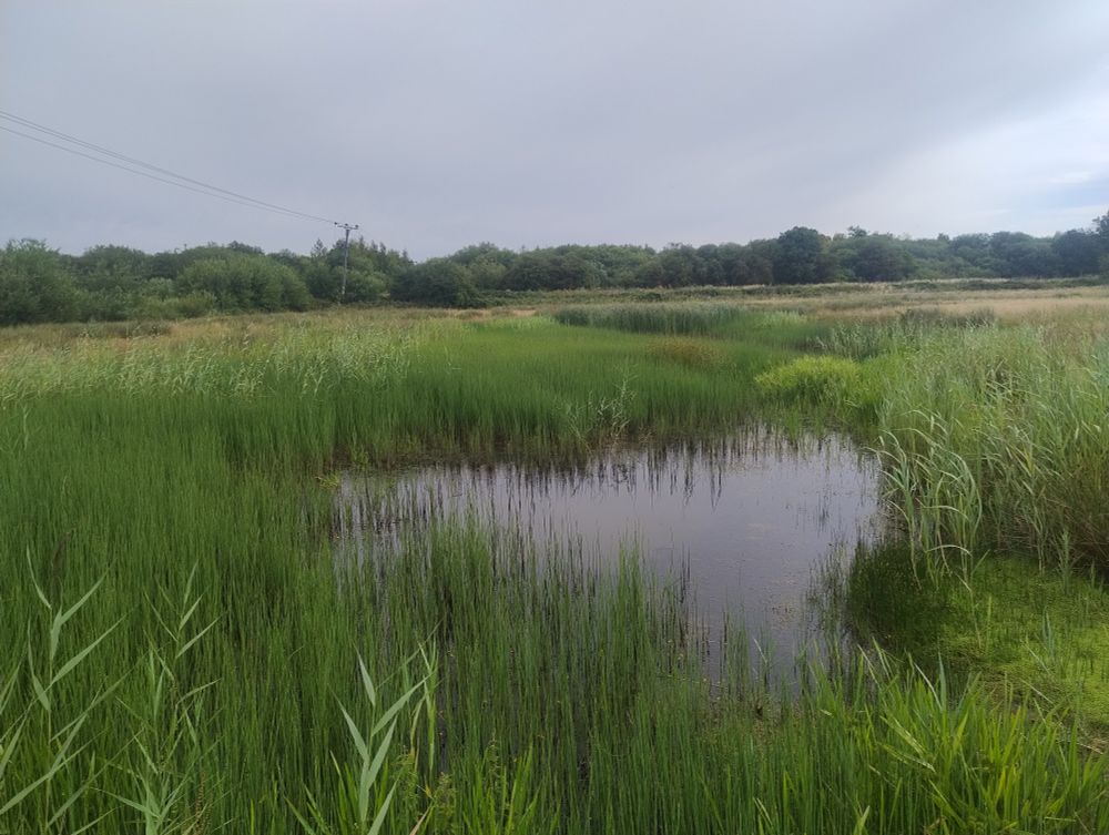19 years old pond with fringe of Water Horsetail, Common Reed and Lesser Reedmace 