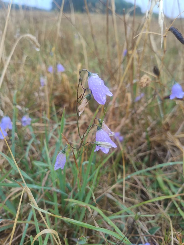 Harebells with purple bell shaped flowers in sandy acid grassland 