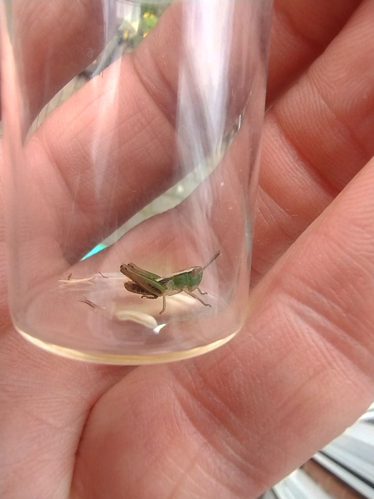 Early instar of a Meadow Grasshopper in a glass pot. 