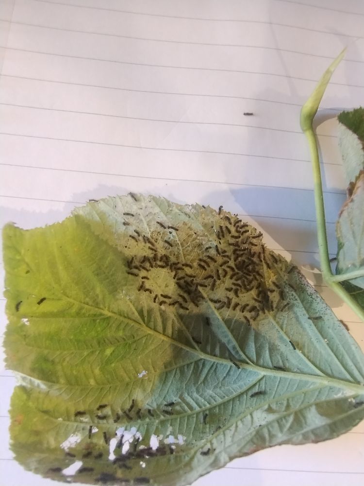 Many tiny caterpillars eating a raspberry leaf