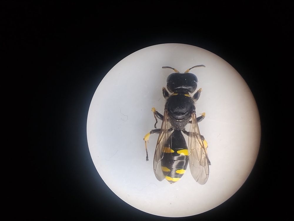  Ectemnius continuus