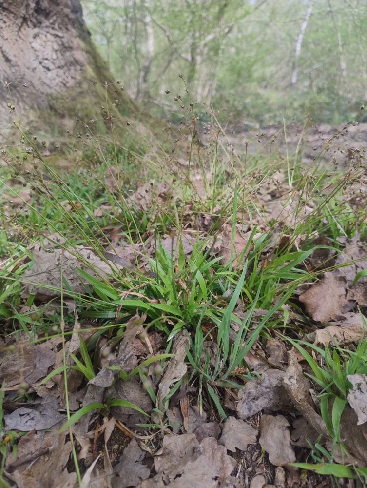 Hairy Woodrush amongst the leaf litter at the base of an oak tree
