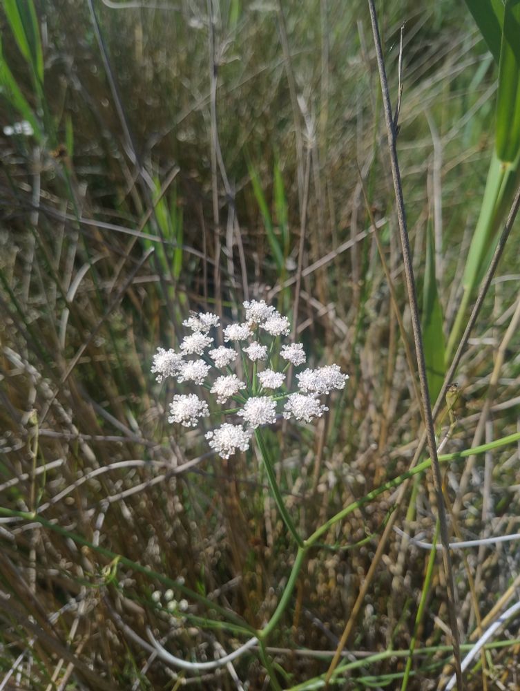 White compound umbel flowers of Parsley Water-dropwort amongst rushes and reeds. 