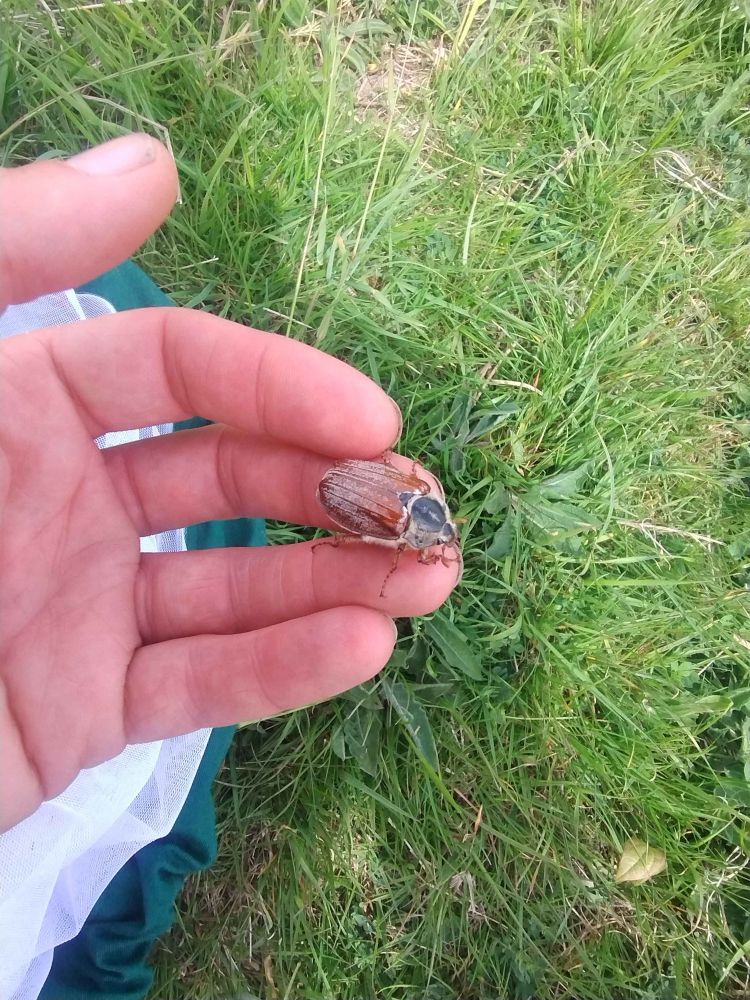 A Cockchafer flew into me, perhaps attracted by the white net. 
