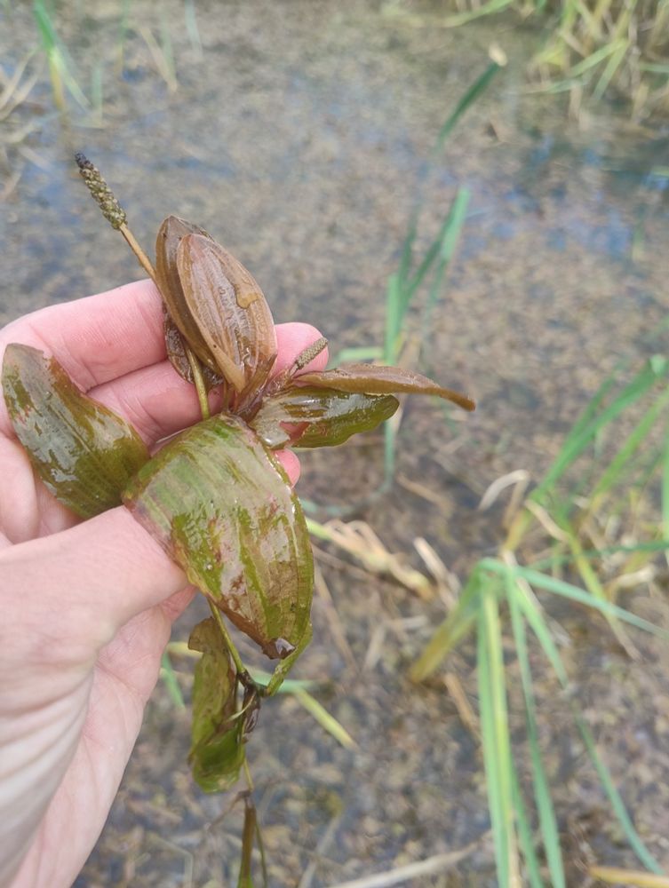 Fen Pondweed 