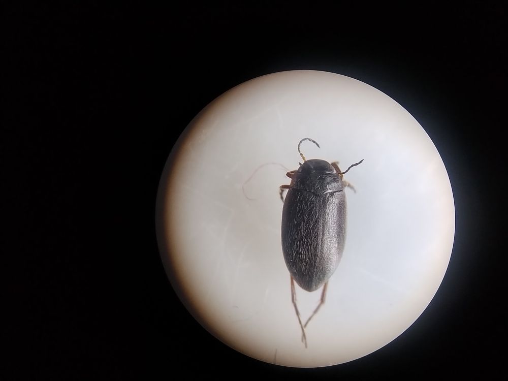 Small black beetle, with pubescent hairs. Microreticulate all over, so not appearing shiny. 