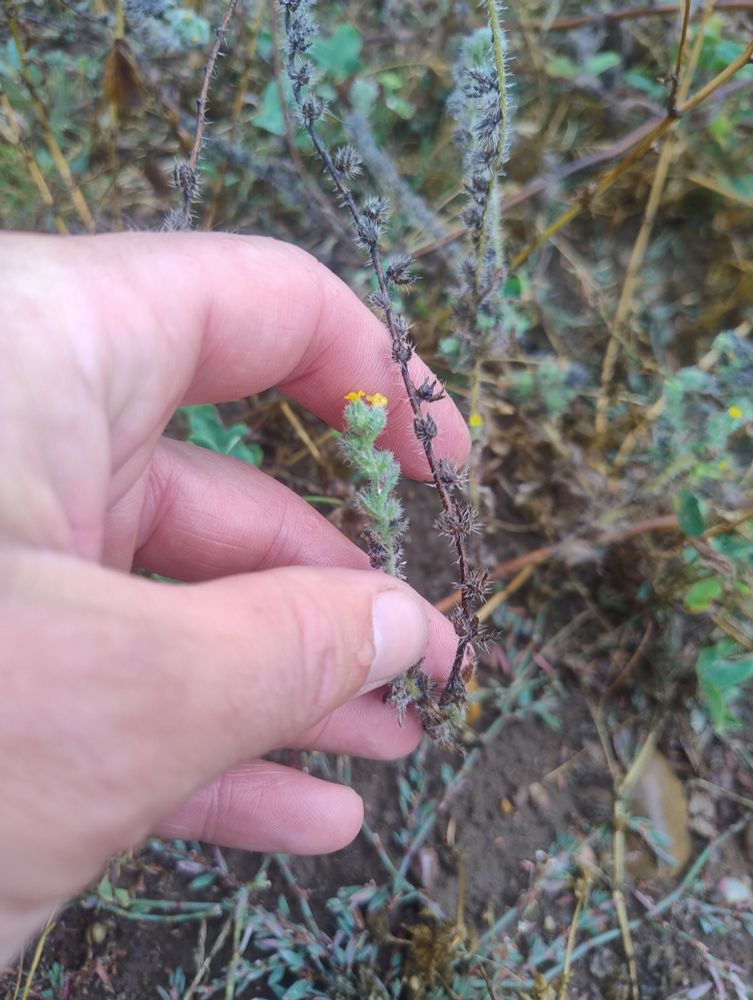 Common fiddleneck 
