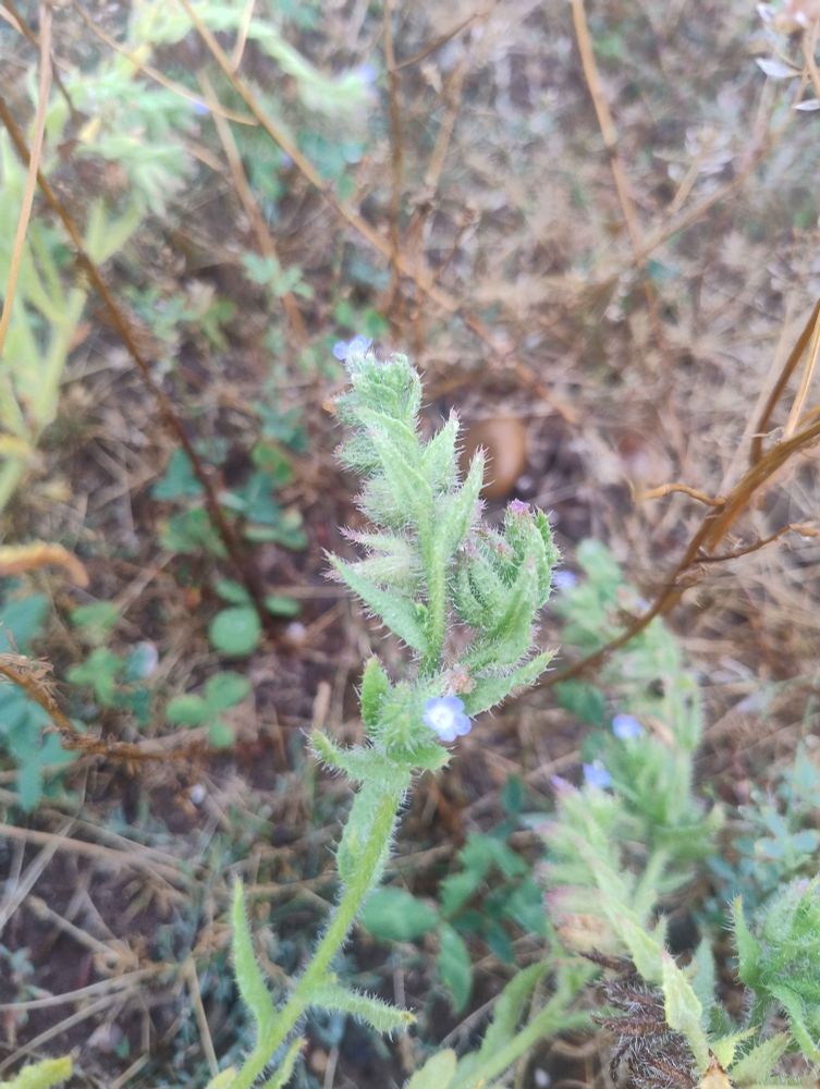 Bugloss 