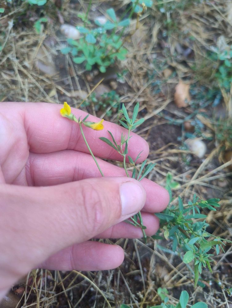 Narrow-leaved Bird's -Foot-trefoil 