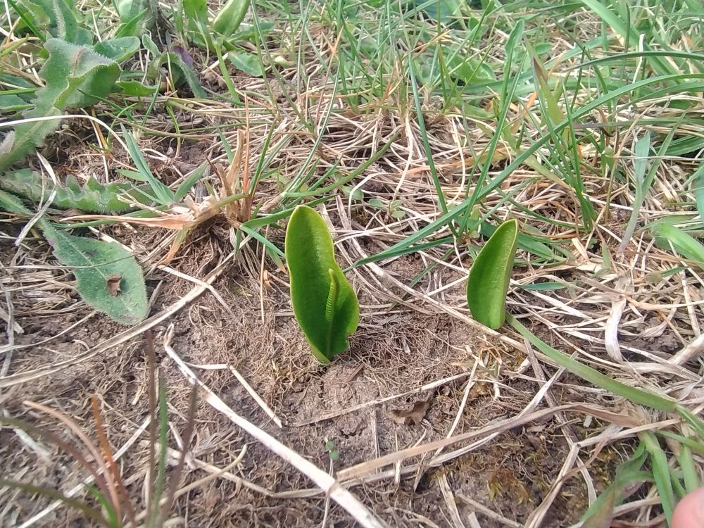 Adder's Tongue fern in short sward