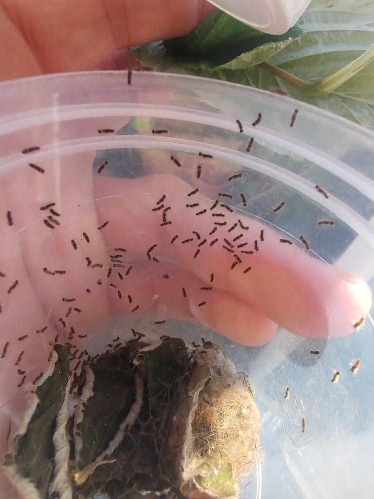 Caterpillars recently hatched looking for food 