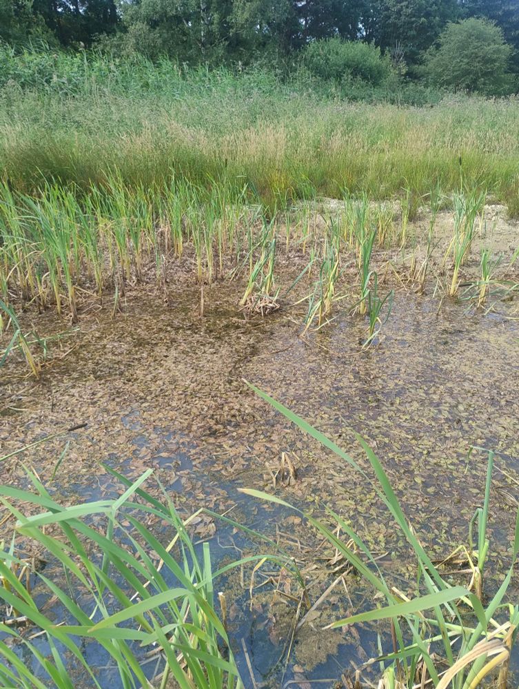 Pond covered in Fen Pondweed 