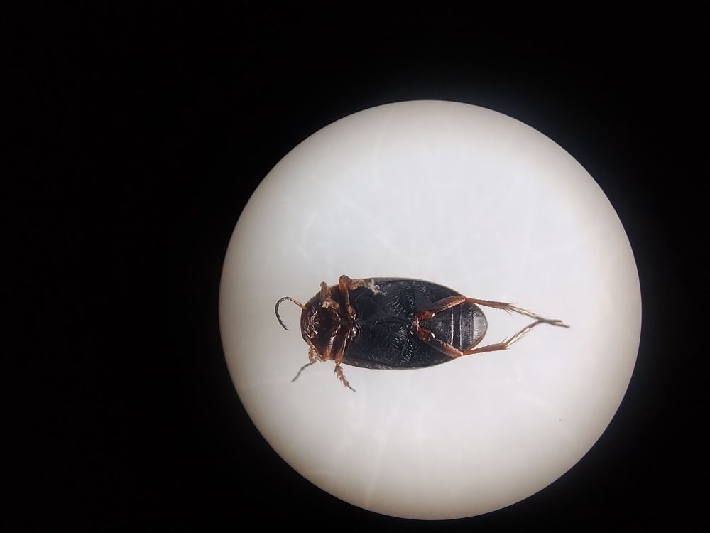 Underside of small black beetle. 