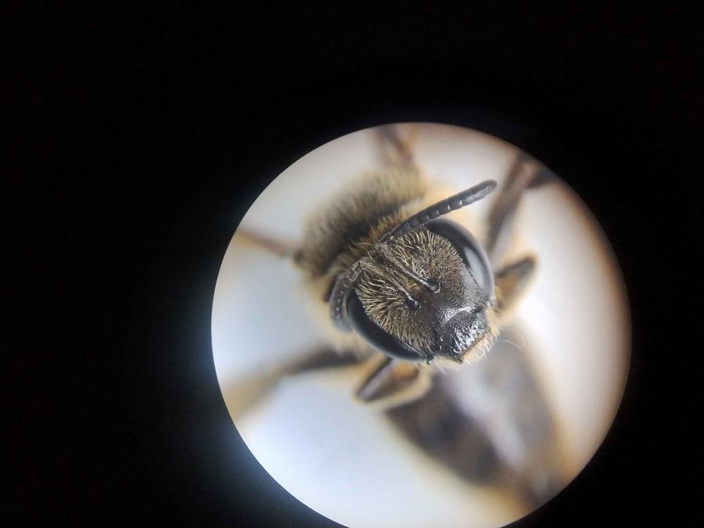 Common Furrow Bee, face through a microscope. 