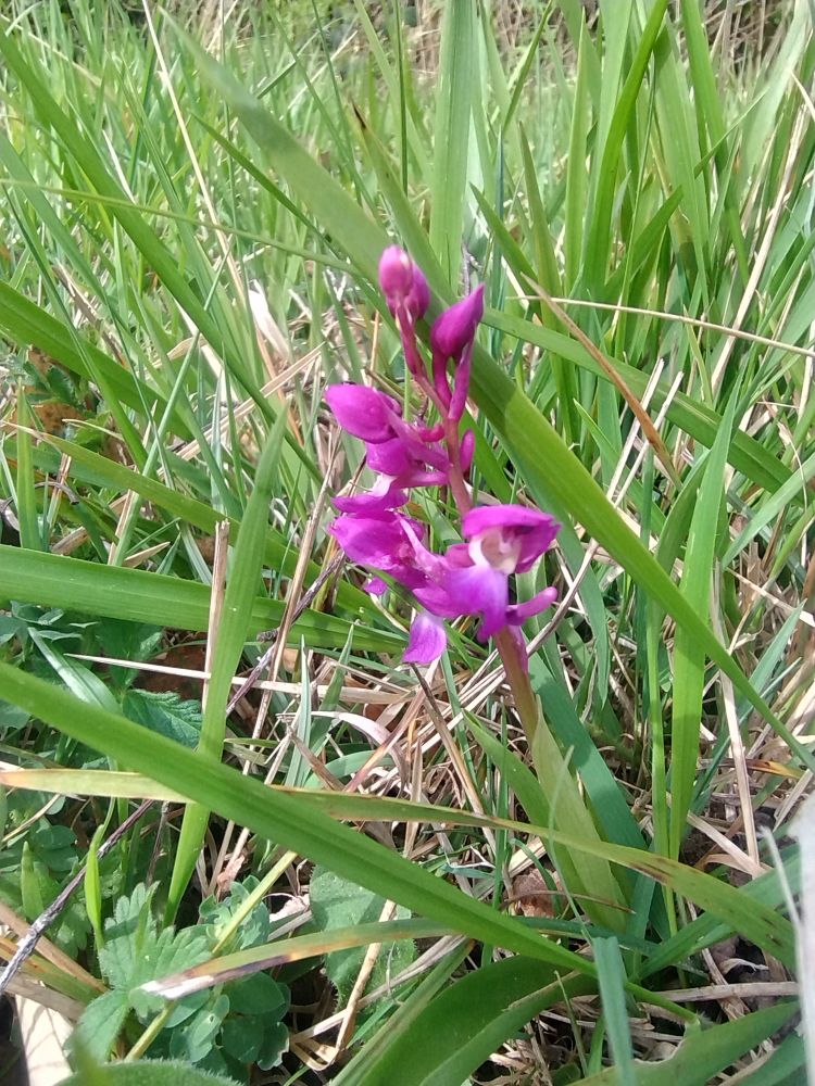 Bright mauve colour of Early Purple Orchid 