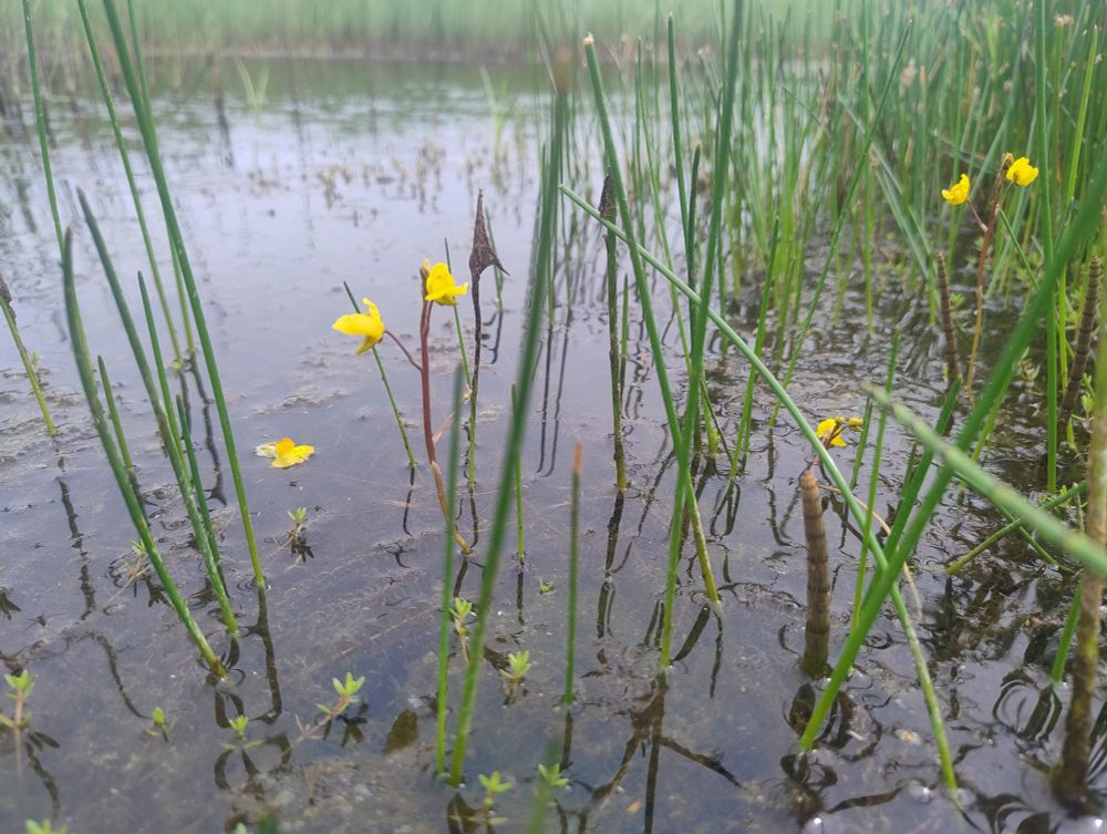 Bladderwort flowers poking up above the surface of the pond