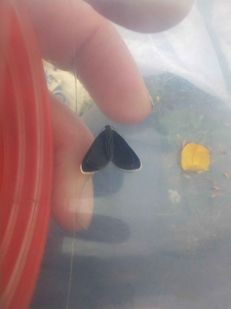 A Chimney Sweeper moth, in a pot. Found in it's habitat of meadow full of Pignut. 