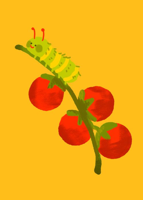 drawing of a caterpillar resting on a tomato vine against a yellowish orange background