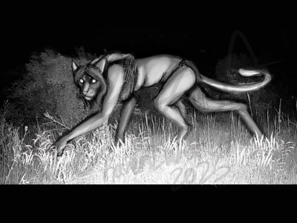A black and white trail camera style drawing of a werecat creature, Lux. She is stalking past the camera, in the woods