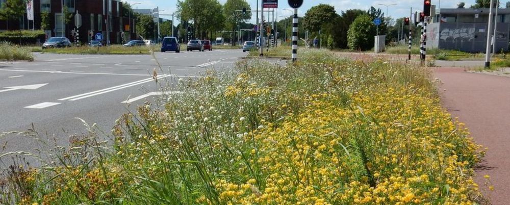 Nature Today | Webinar: Vergroenen? Verkleuren!