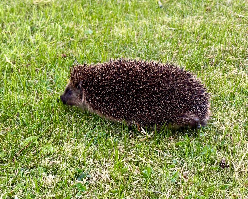 Hedgehog 