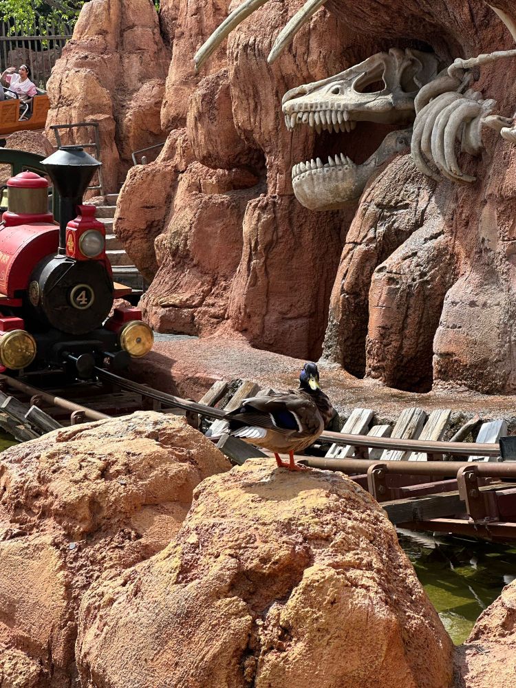 Disneyland Duck enjoying the view of Big Thunder Mountain in Frontierland- the wildest ride in the wilderness. 