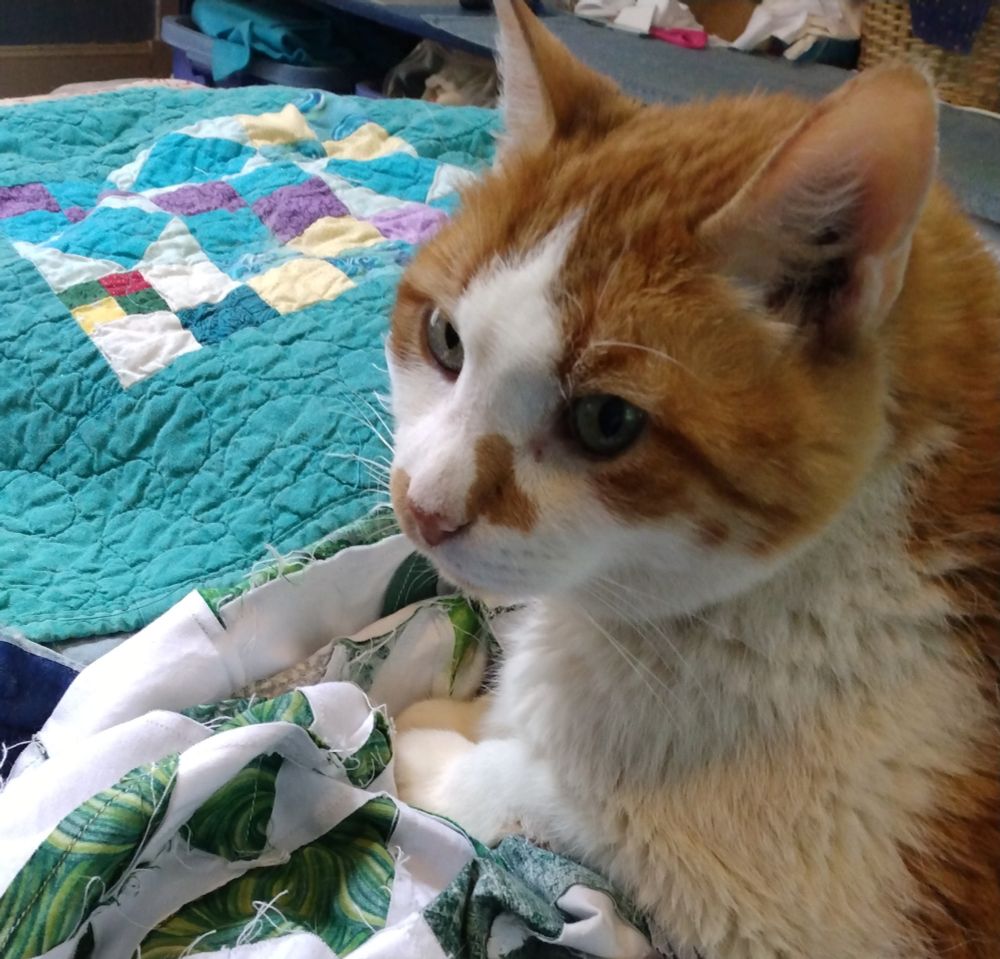 Orange and white cat, with a completed turquoise cat-sized quilt in the backgound, while he's sitting on several joined rows of the green and white quilt I'm trying to add the remaining rows to.