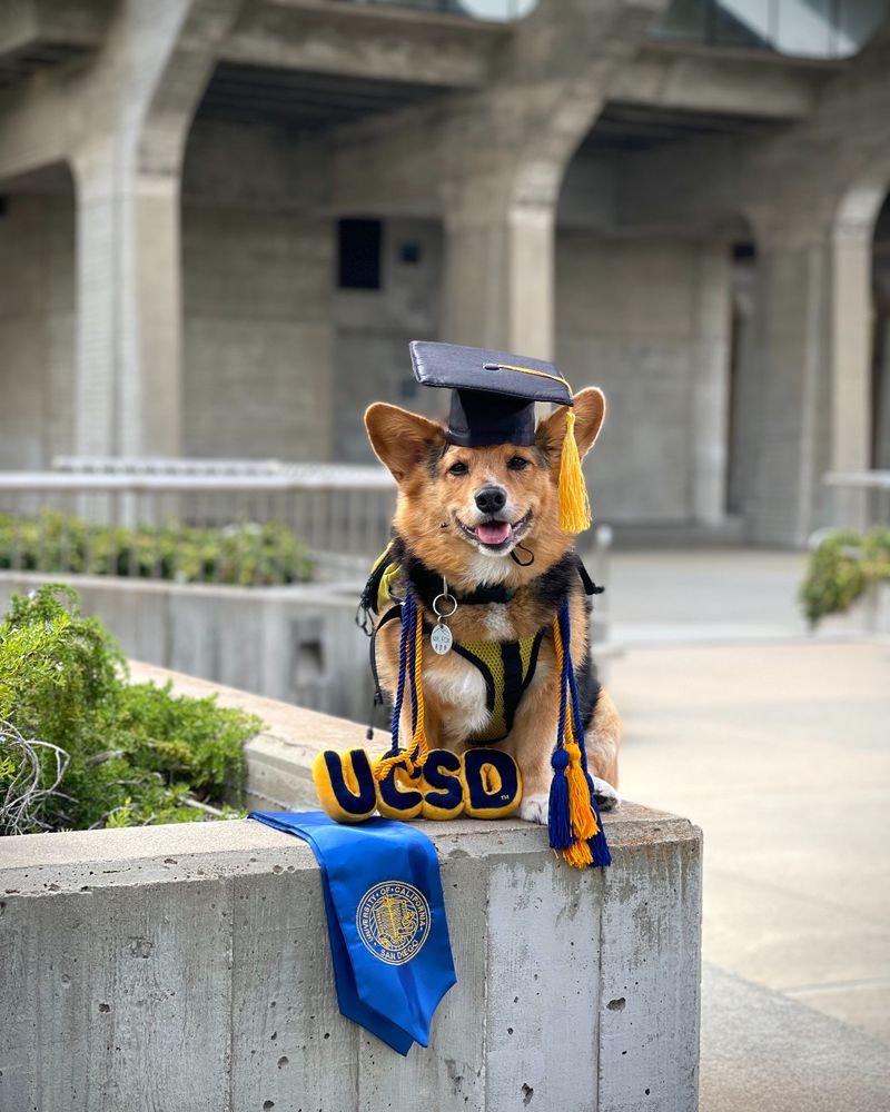 Corgi in a grad cap in front of Geisel Library with a “UCSD” sign and blue graduation sash. 