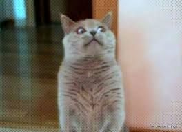 A very cute medium-grey cat with a very wary look in his eyes.