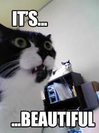 A black and white cat with very good lower fangs and another black and white cat, sitting on a bookcase, staring in wonder at something truly beautiful. Maybe a large catnip pile.