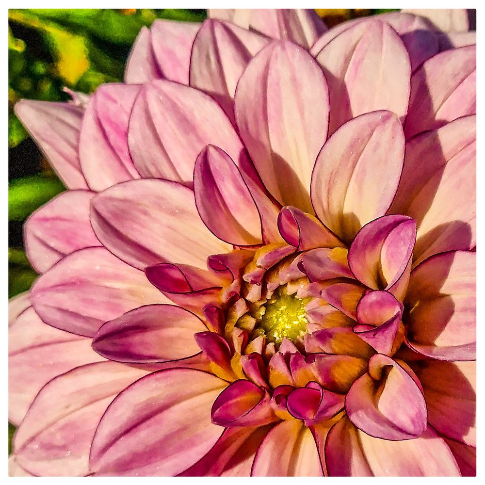 Gros plan d'un dahlia rose