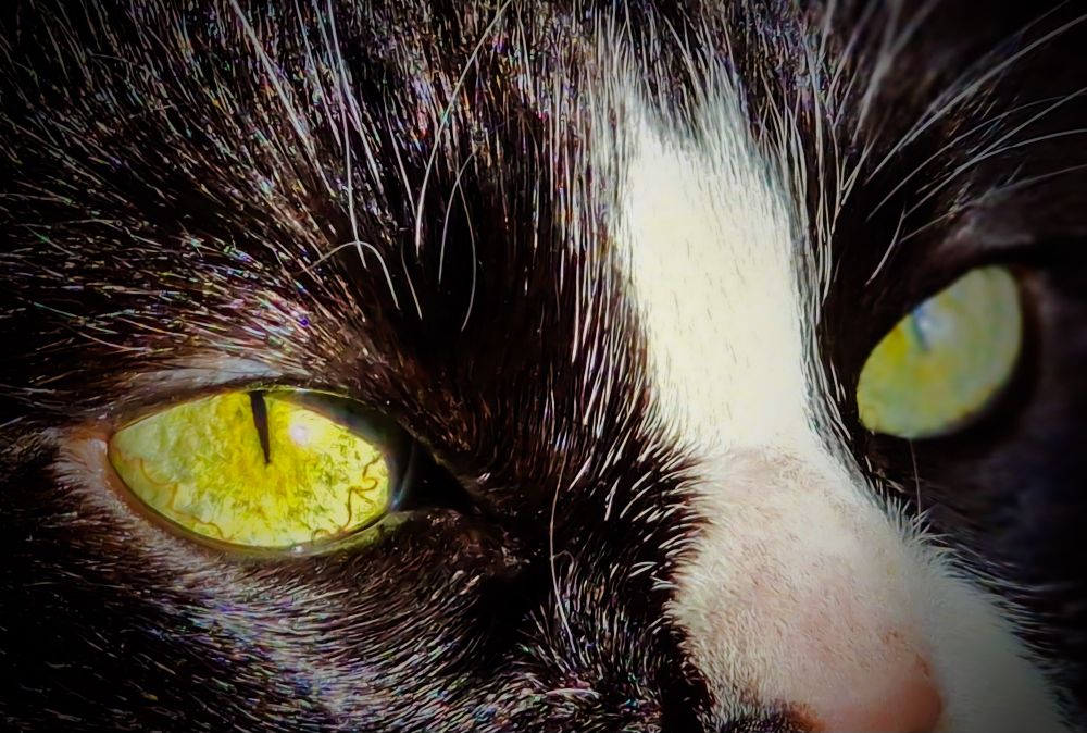 Zoom sur les yeux jaunes de mon chat qui est noir avec le nez blanc