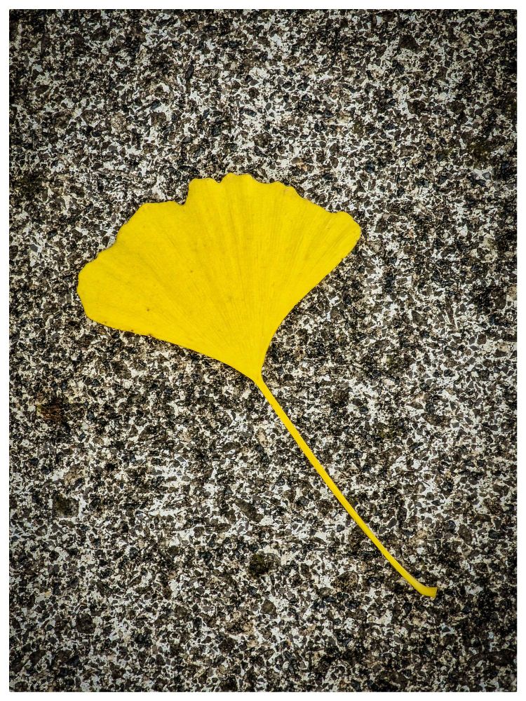 Feuille de ginkgo jaune sur une dalle en granit noir et blanc