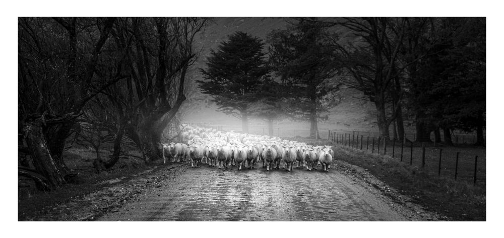 Marti Friedlander took one of my fav all time NZ photos of sheep on a dirt road being herded between paddocks, a stunning B&W image - this was just pure luck as I was driving back out of the valley to Wānaka early evening & these guys were all across the road. It was bloody dark & I didn't have my fast lens with me. But Lightroom's advances in denoise in particular now makes it possible for me to get an image that isn't pants & I'm quite happy with (without AI).