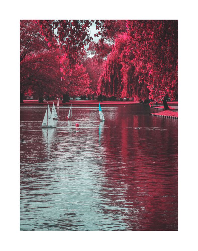 Model boats being sailed around Victoria Lake in Hagley Park ChCh - processed in fake Aerochrome