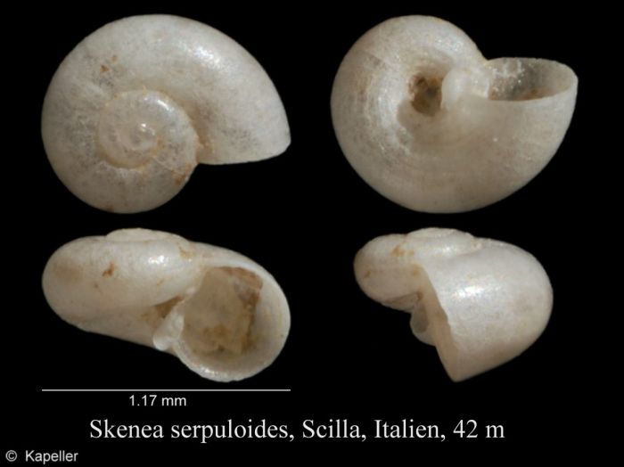 Photo of the minute snail Skenea serpuloides. The diameter of the shell is 1.17 millimetres. It is a flat and white shell with a large aperture. The photo was taken by Kapeller and downloaded from WoRMS.