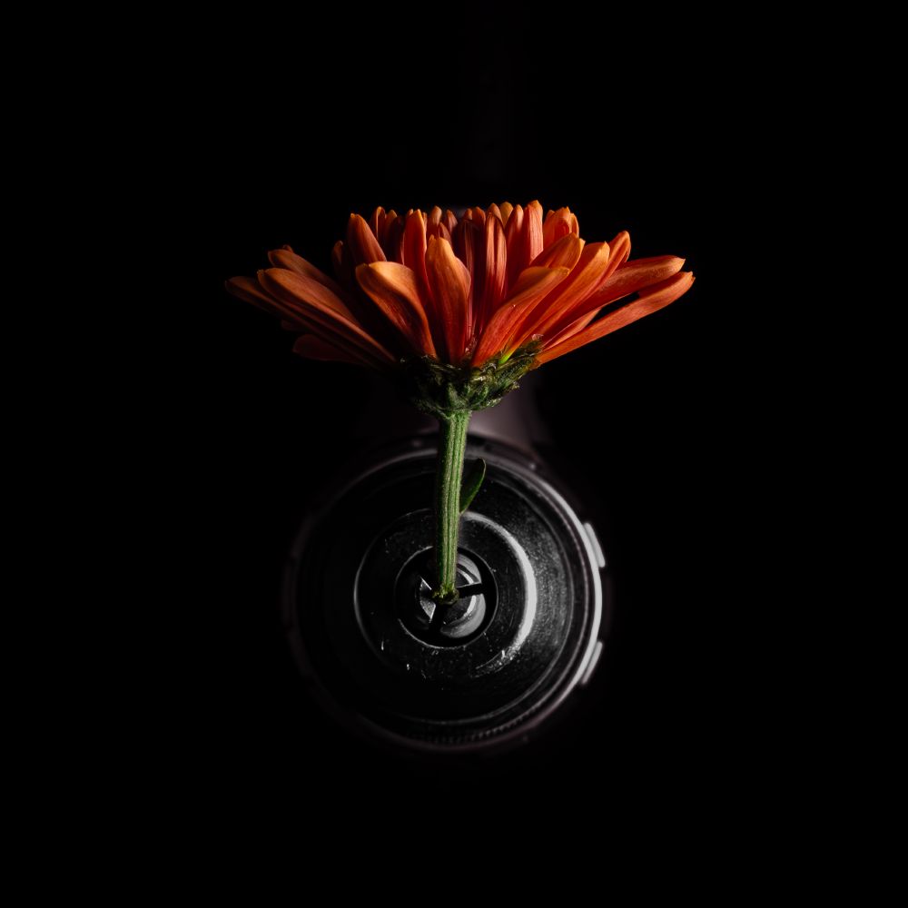 Photo of orange/rust flower on black background