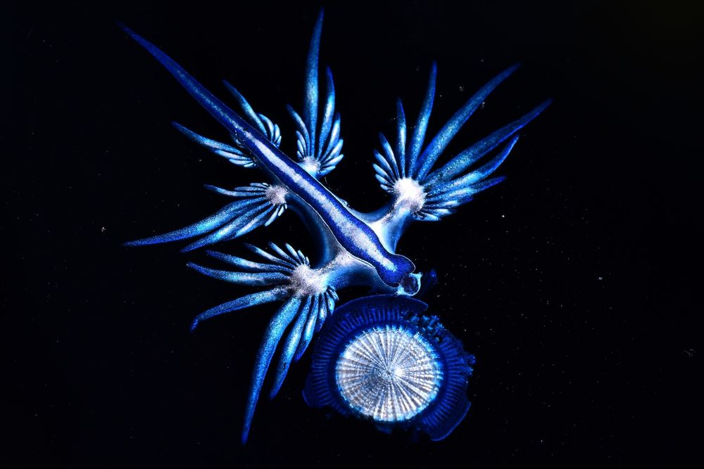 Ein Blauer Drache (Glaucus atlanticus), eine leuchtend blaue Meeresnacktschnecke, schwebt in dunklem Wasser. Seine fingerartigen Fortsätze erstrecken sich symmetrisch vom Körper. Darunter ist eine blau-weiße, kreisförmige Kolonie einer Staatsqualle zu sehen.