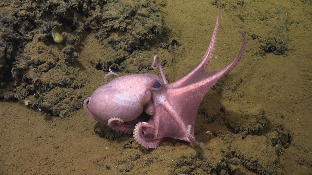 Ein Kraken der Gattung Muusoctopus schwimmt am Meeresgrund