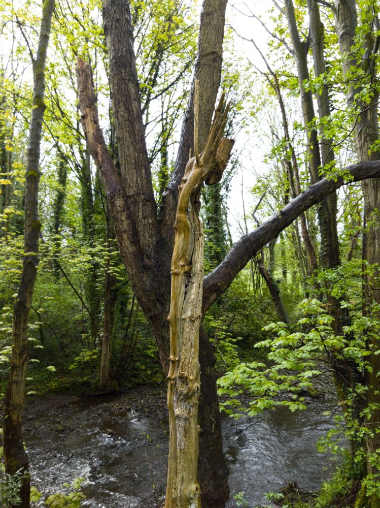 A dead tree trunk stands being bleached by the weather Infront of a living tree next to a river.
