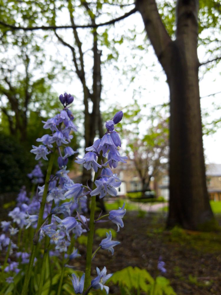 Bluebells sit in the shade of some trees with houses in the background.
