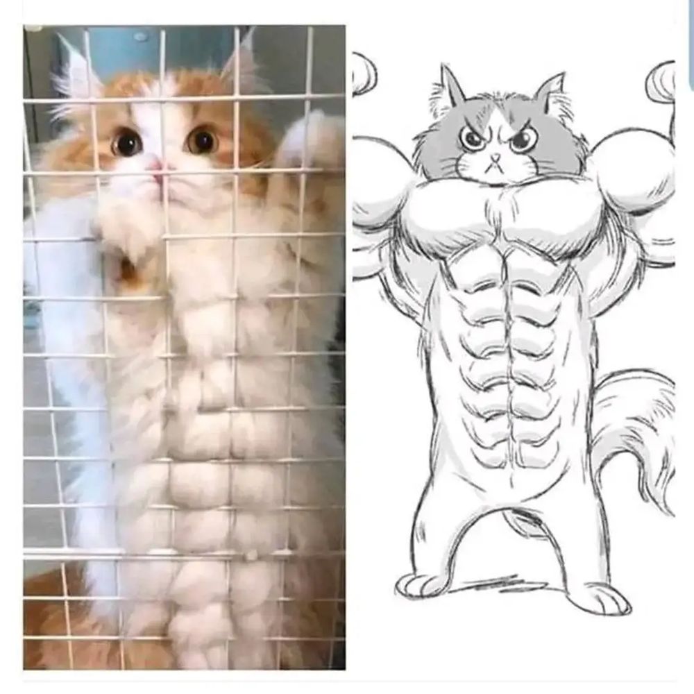 Cat gymer