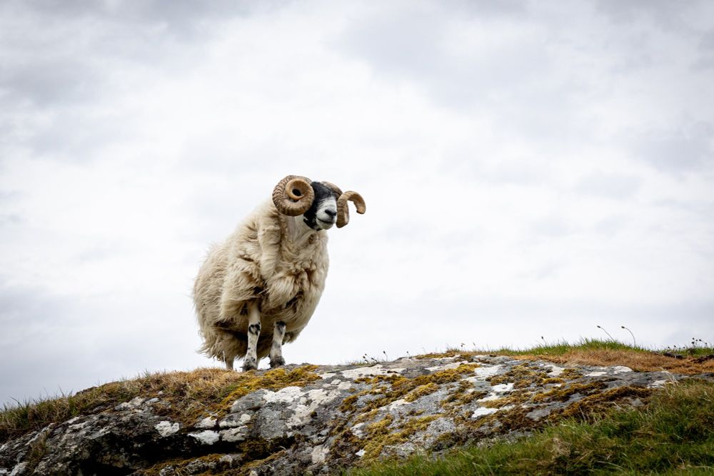 Een wollig schaap staat in een badass pose op een rotsige heuvel naar beneden te kijken. Het schaap is wit met een donkergrijze kop en witgrijze snoet. Het heeft enorme gekrulde horens en de wind waait door de langharige vacht. 