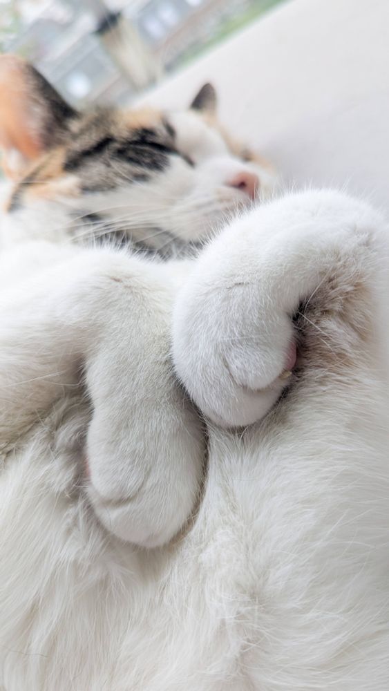 Een lapjeskat slaapt op haar rug. De foto focust op haar voorpootjes die super schattig zijn 