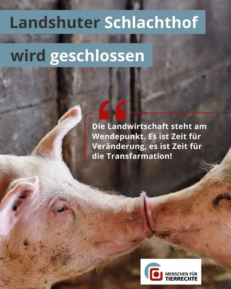 Landshuter Schlachthof
wird geschlossen
Die Landwirtschaft steht am
Wendepunkt.Es ist Zeit für
Veränderung, es ist Zeit für
die Transfarmation!

MENSCHEN FÜR
TIERRECHTE

Man sieht zwei Schweine die ihre Nasenspiegel aneinander drücken.

