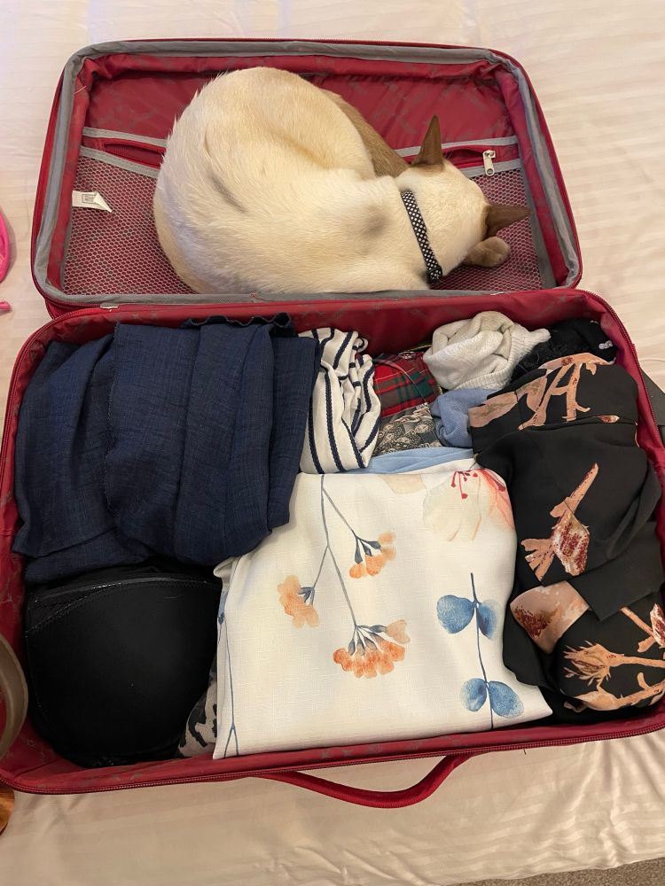 A picture of a cat lying on the open lid of my packed suitcase