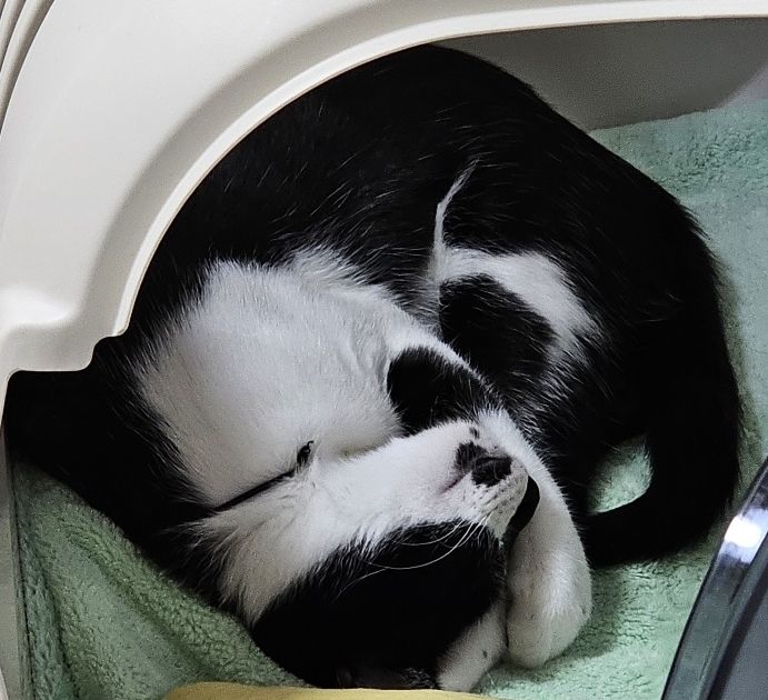 집안에서 동그랗게 말아서 자고있는 고양이의 모습이다. 