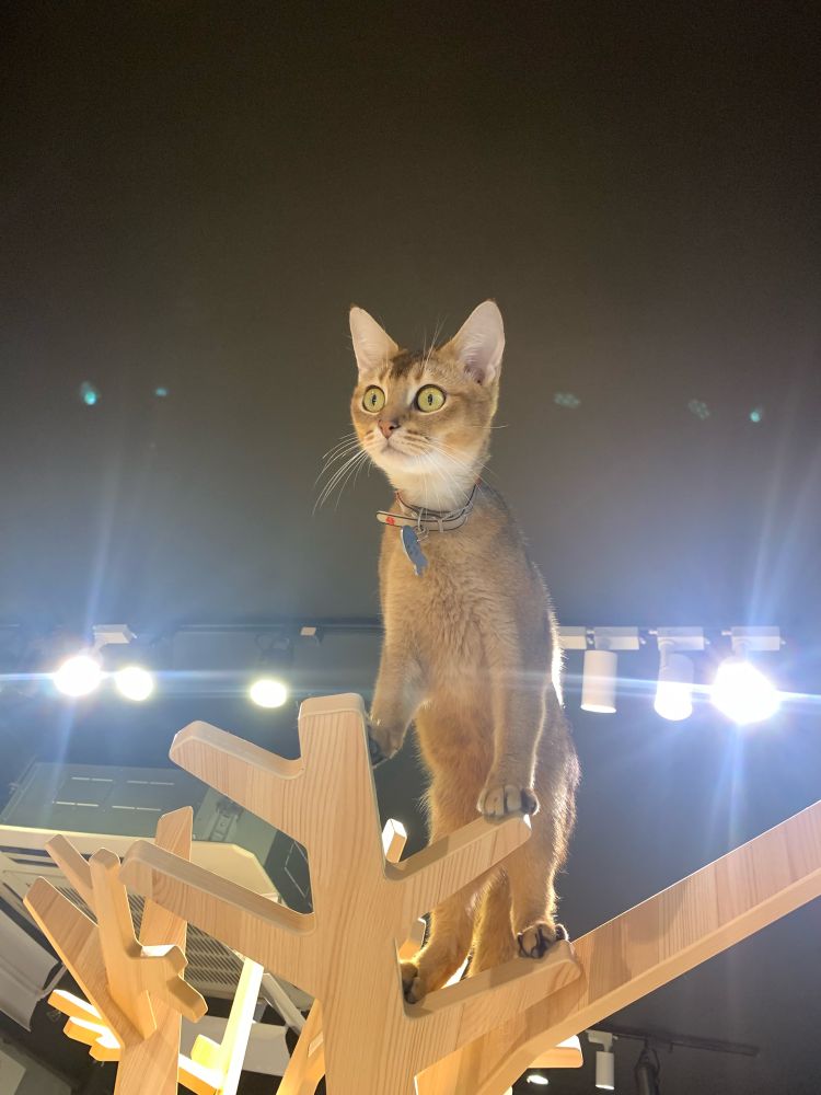 cat standing on cat tree
