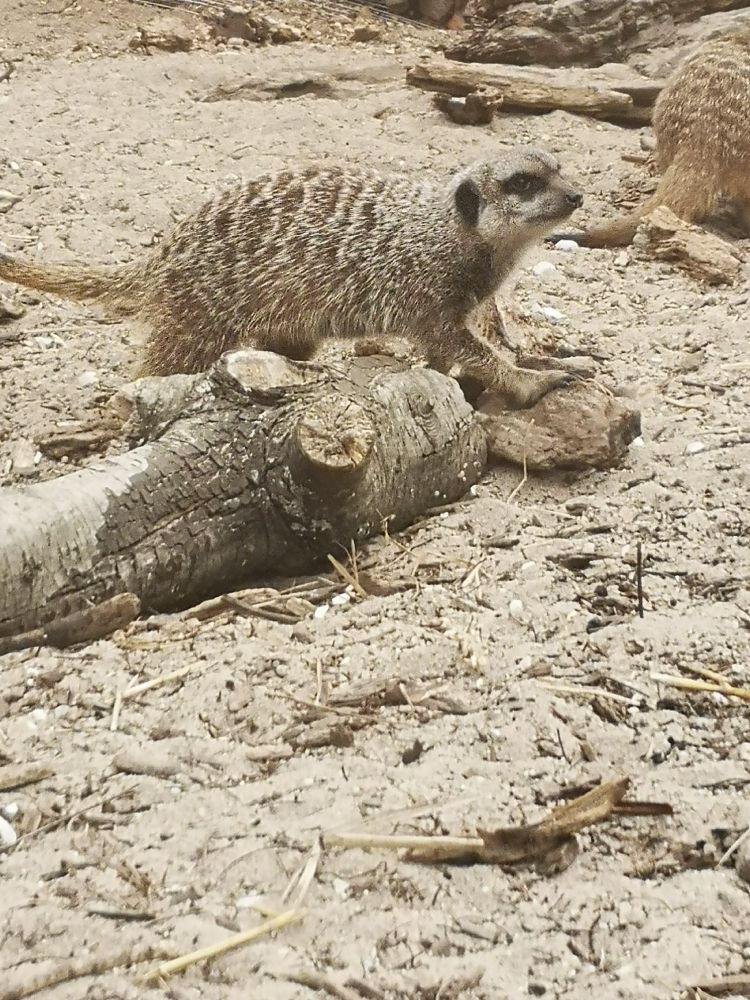 Eine fotografie eines Erdmännchen das auf einem kleinen Stück holz steht und typischerweise sehr skeptisch schaut 
